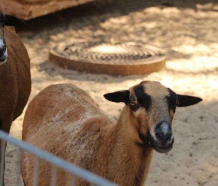 Ziegen im KiEZ-Tierpark (Foto: Thalia Sporleder . KiEZ Frauensee)